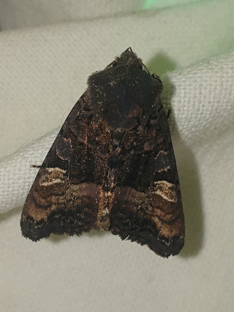 Euplexia lucipara - szeder-csipkésbagoly