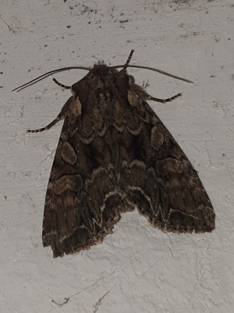 Lacanobia thalassina - borbolya-kertibagoly