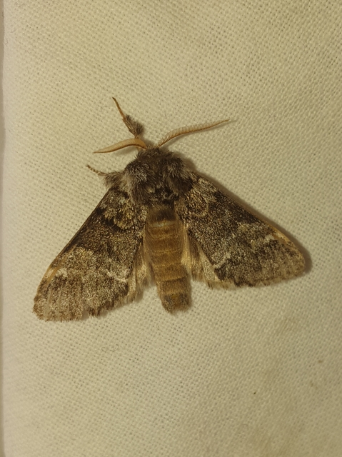 Drymonia dodonea - bélyeges púposszövő
