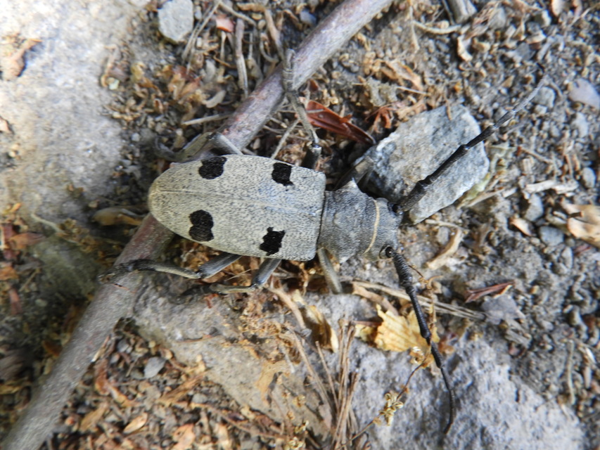 Morimus asper funereus - gyászcincér