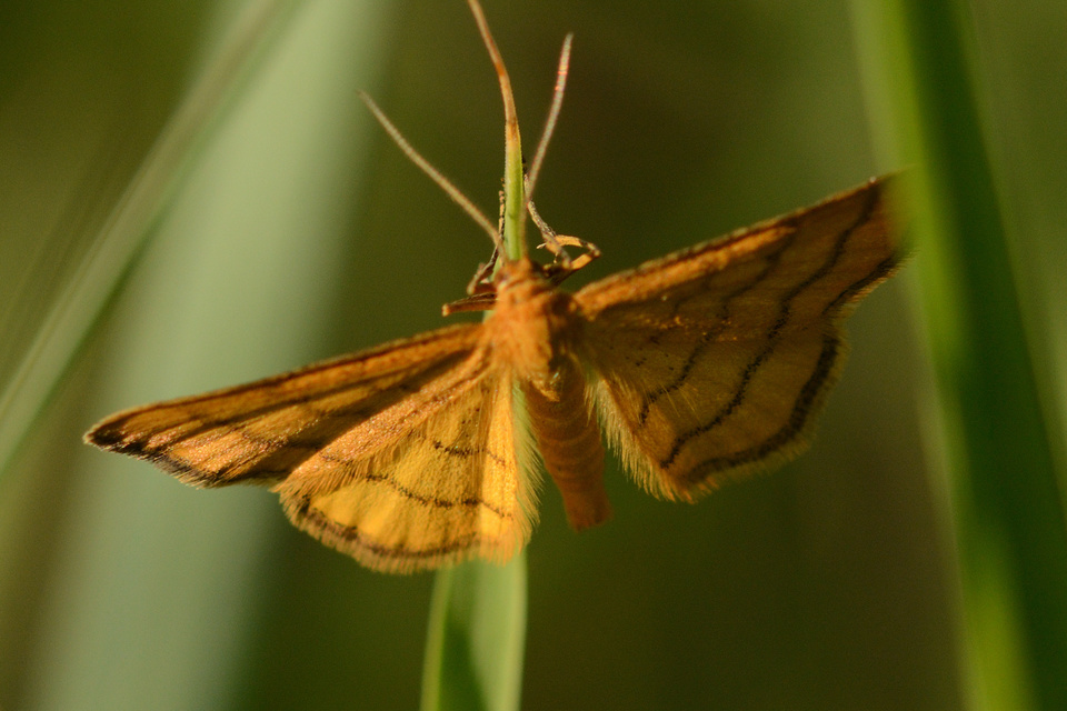 Idaea aureolaria - aranyos sávosaraszoló