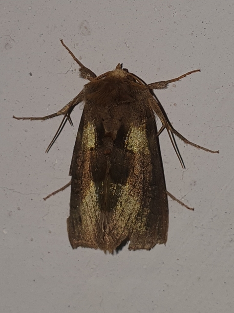 Diachrysia chrysitis - aranybagoly