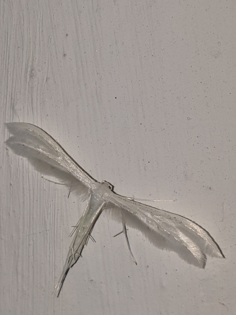 Pterophorus pentadactyla - fehér tollasmoly