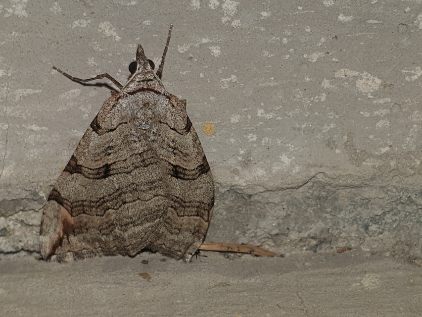 Aplocera efformata/plagiata