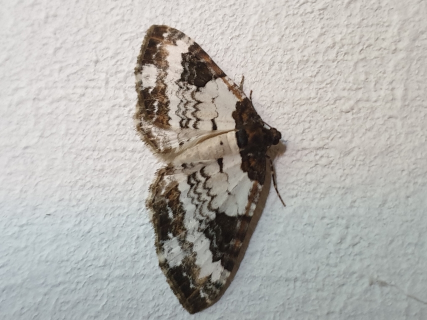 Melanthia procellata - hullámos tarkaaraszoló
