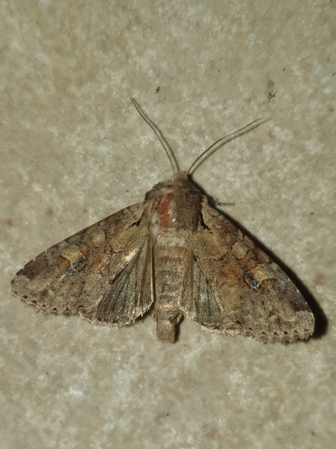 Apamea sordens - kalászrágó dudvabagoly Apamea sordens - kalászrágó dudvabagoly