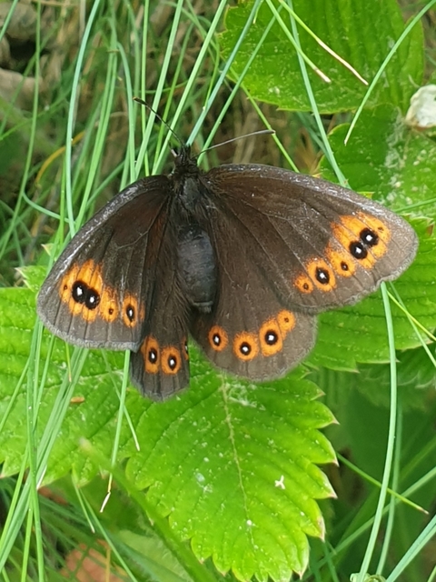 Erebia medusa - tavaszi szerecsenlepke