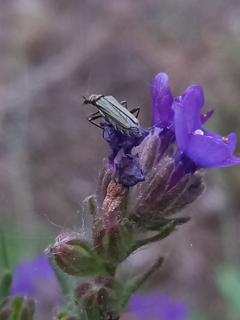 Oedemera flavipes - sárgalábú álcincér Oedemera flavipes - sárgalábú álcincér