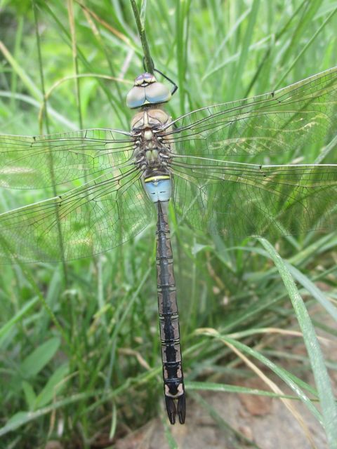 Anax parthenope - barna óriásacsa