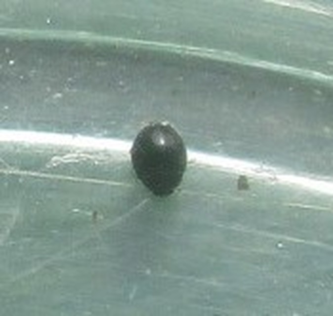 Stethorus pusillus - atkász bödice