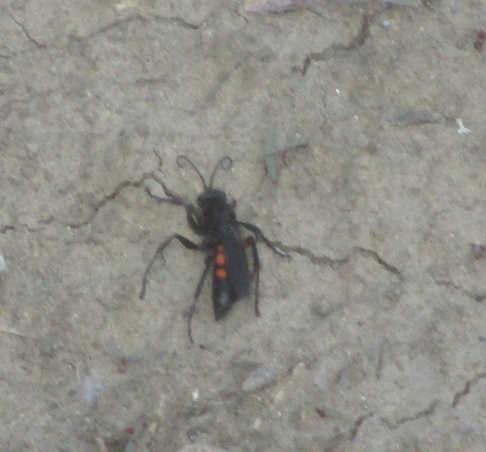Anoplius viaticus - közönséges útonállódarázs