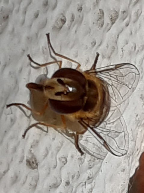 Scaeva