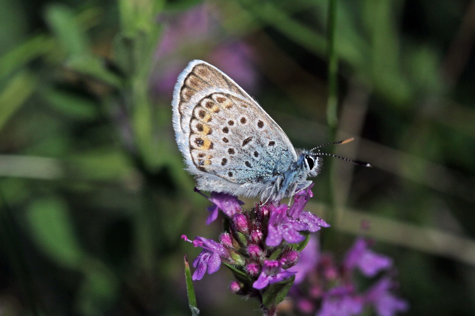 Plebejus argus - ezüstös boglárka