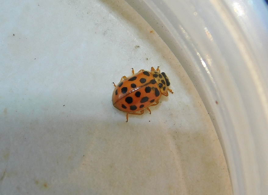 Anisosticta novemdecimpunctata - tizenkilencpettyes katica