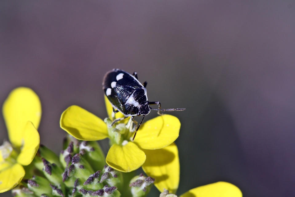 Eurydema oleracea - paréjpoloska Eurydema oleracea - paréjpoloska