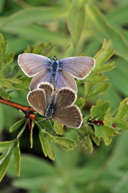 Plebejus argus - ezüstös boglárka