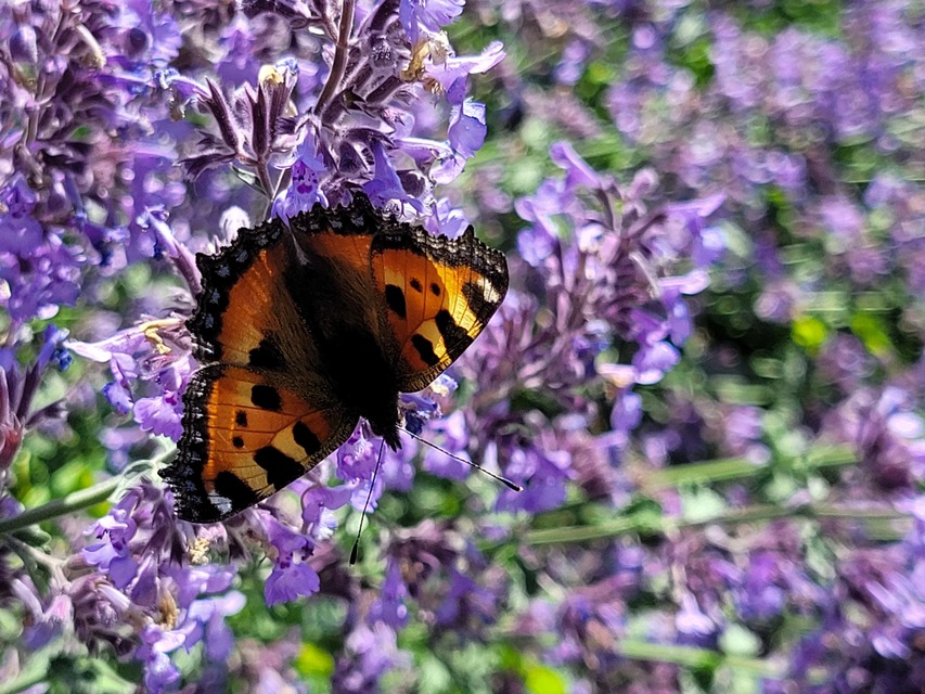 Nymphalis urticae - kis rókalepke