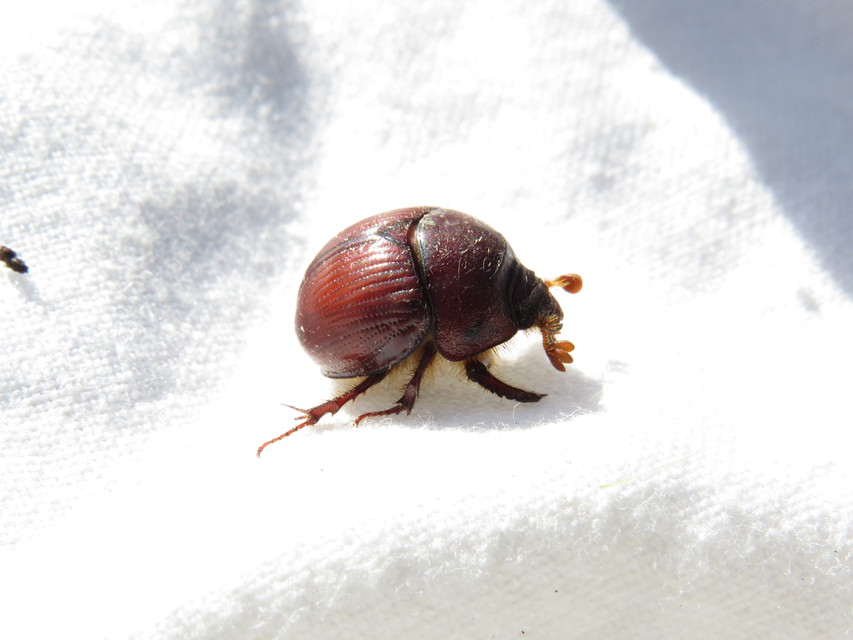 Bolbelasmus unicornis - szarvas álganéjtúró