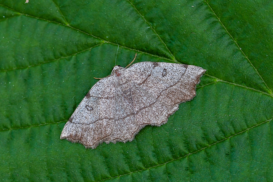 Eilicrinia trinotata - háromjegyű araszoló