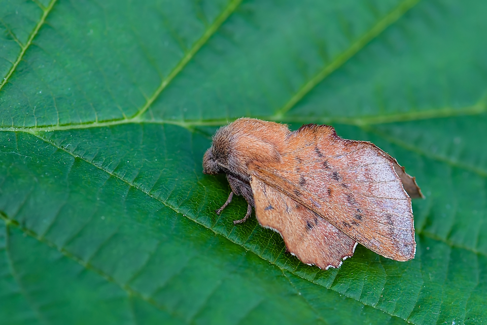 Phyllodesma tremulifolia - nyárlevélpohók