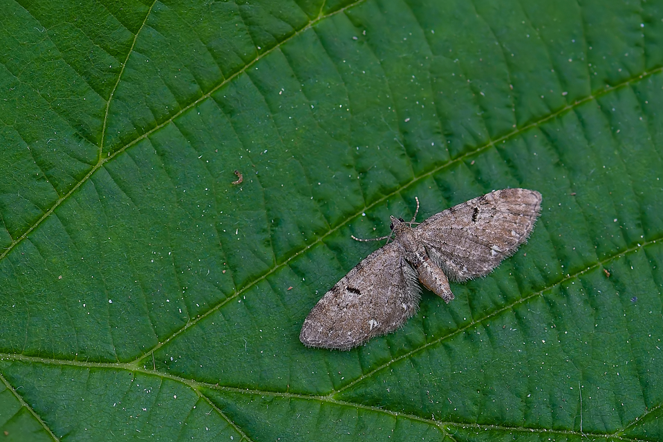 Eupithecia