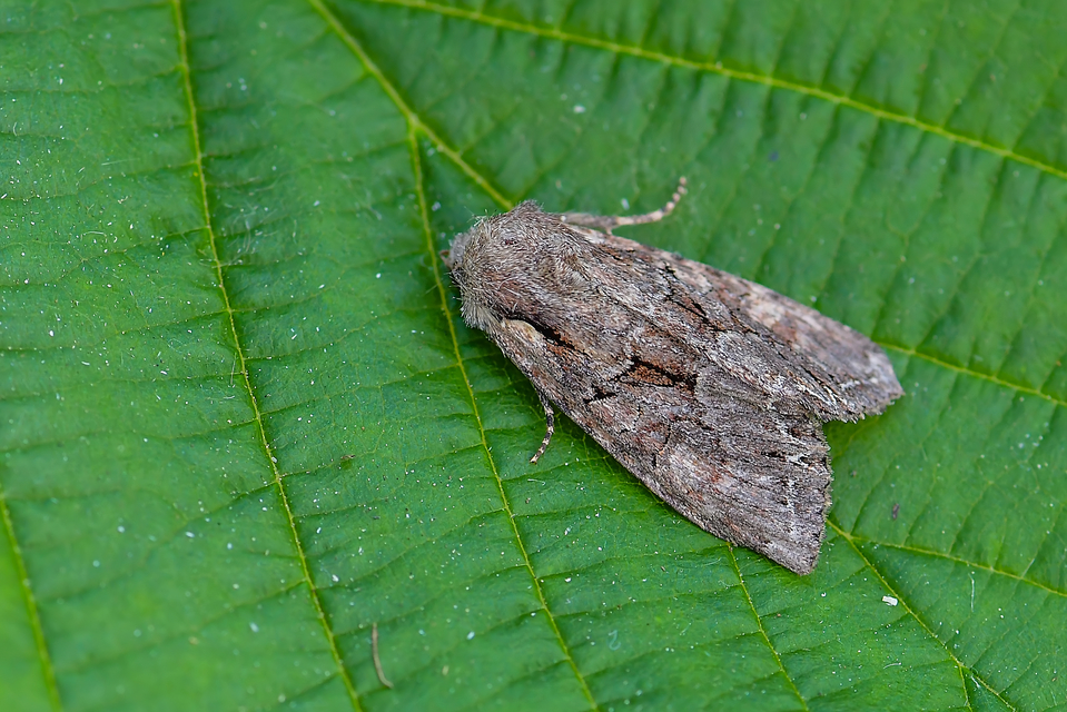 Lacanobia thalassina - borbolya-kertibagoly