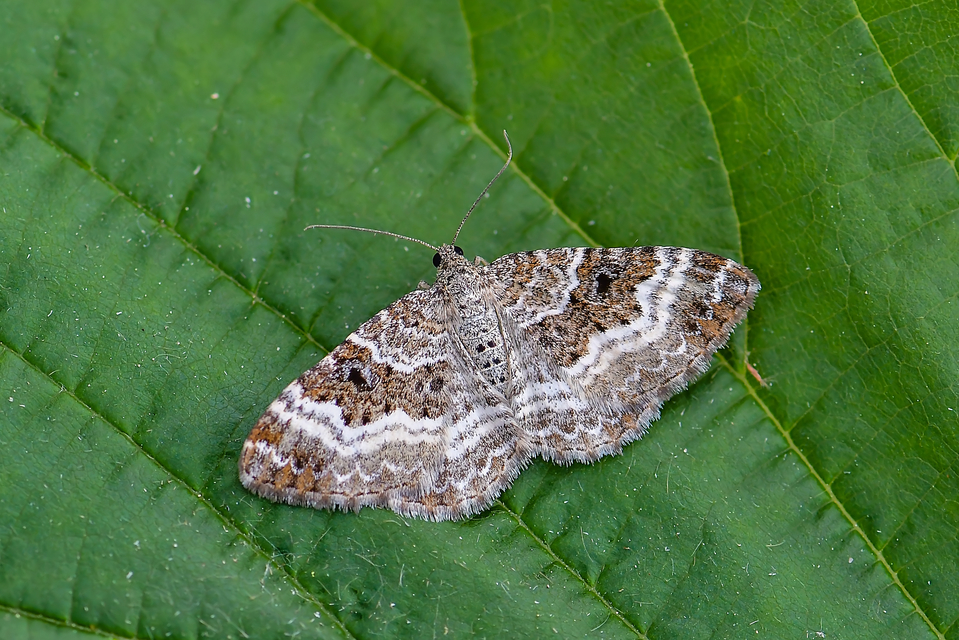 Epirrhoe alternata - galaj-tarkaaraszoló