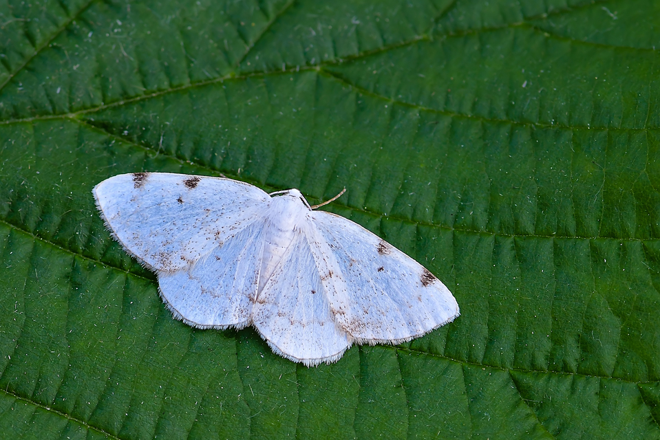 Lomographa bimaculata - kétpontos fehéraraszoló