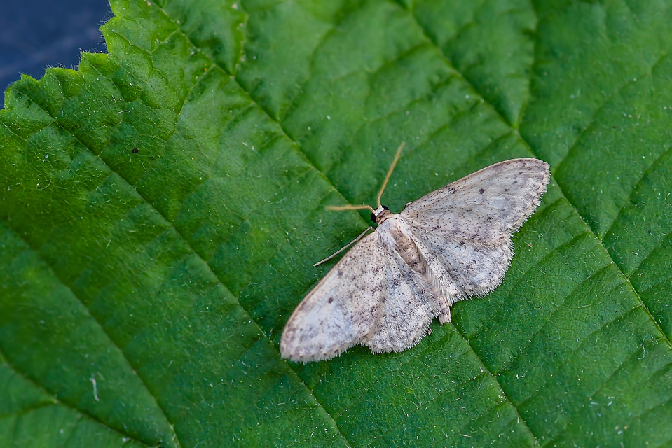 Idaea seriata - szürke apróaraszoló