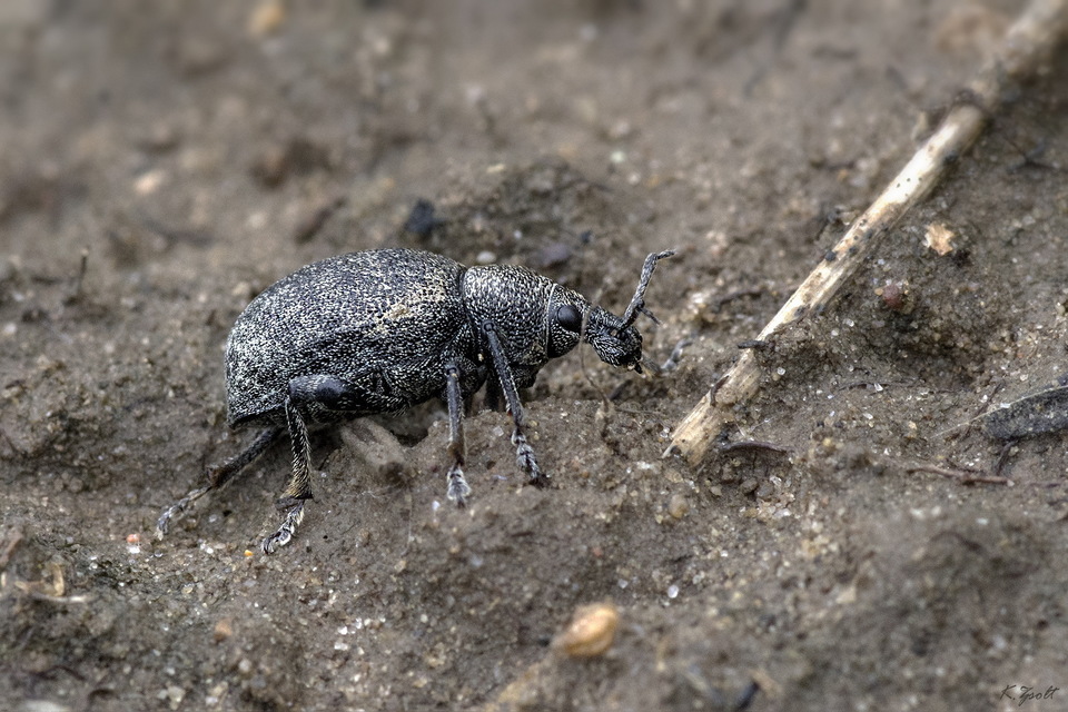 Otiorhynchus ligustici - vincellér-gyalogormányos