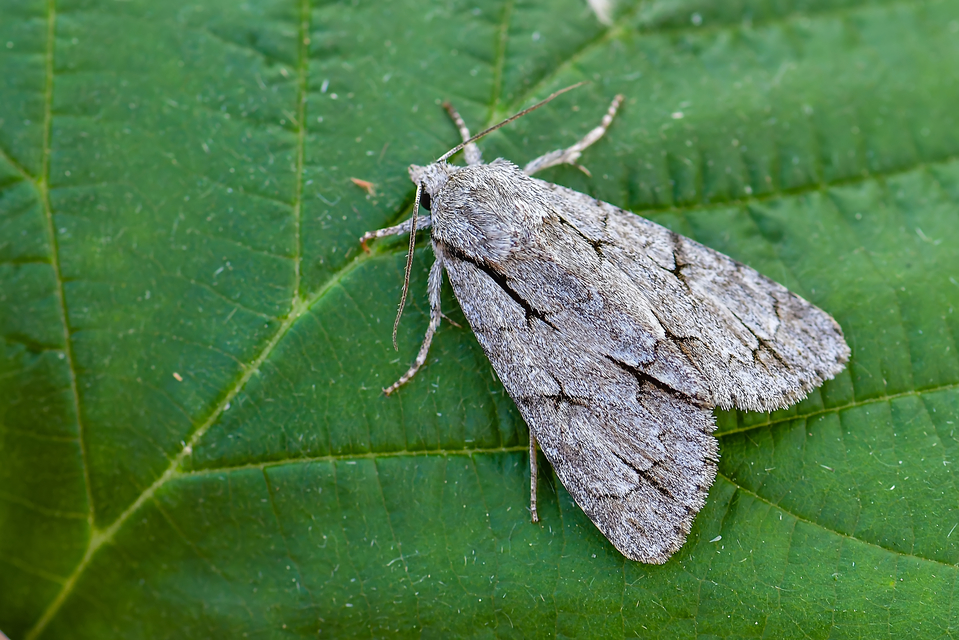 Acronicta cuspis/tridens/psi