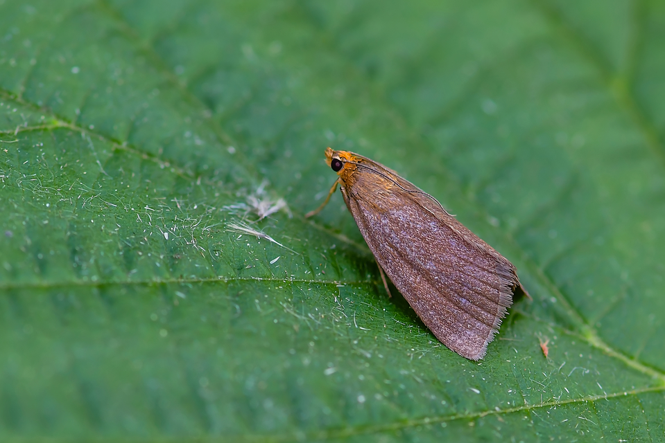Evergestis aenealis - patinás dudvamoly