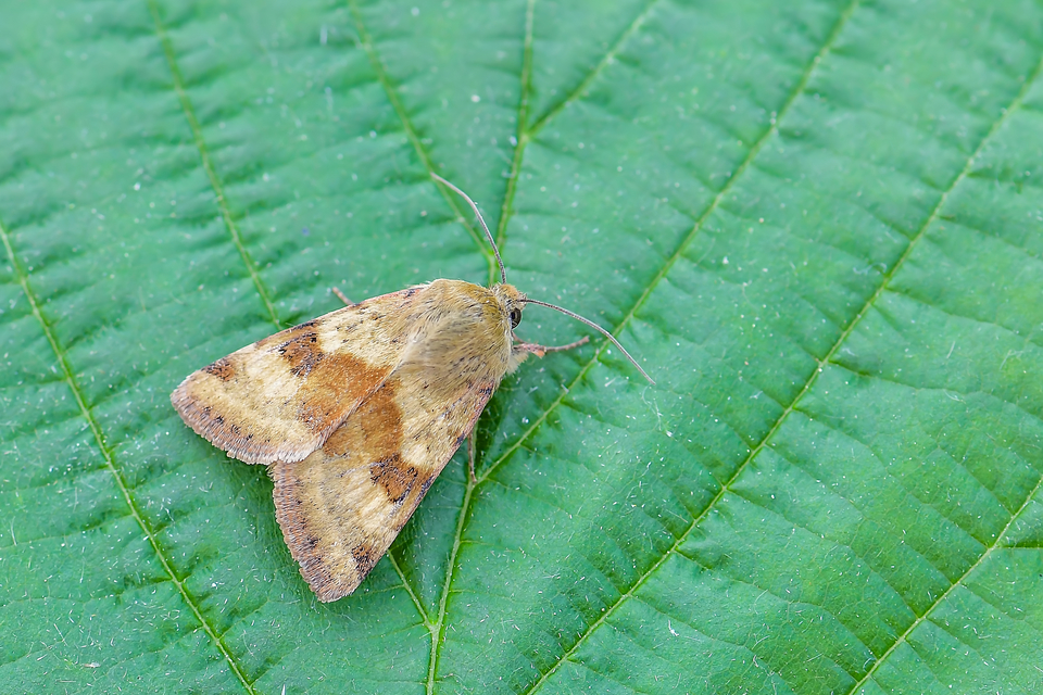 Heliothis adaucta - somkóróbagoly