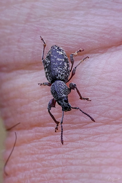 Otiorhynchus fullo - aranypikkelyes gyalogormányos