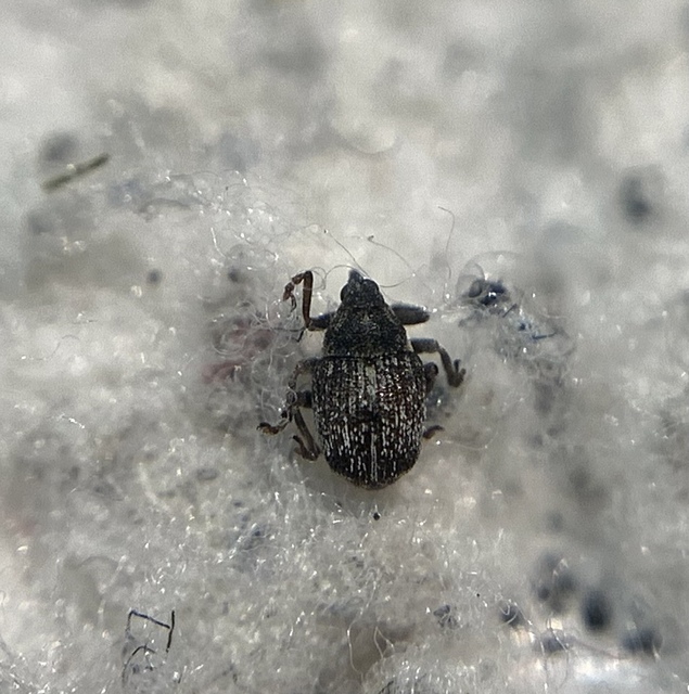 Oprohinus consputus - hamvas hagymaormányos
