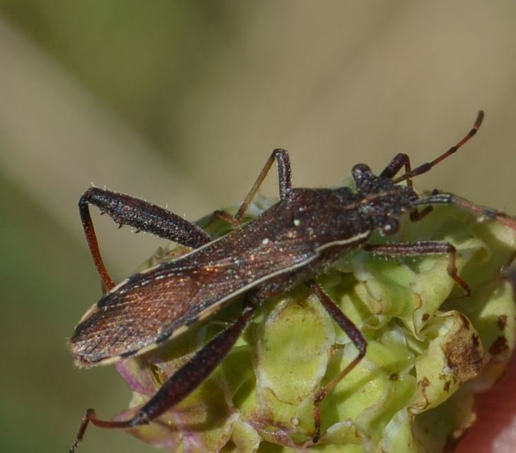 Camptopus lateralis - görbelábú karimáspoloska