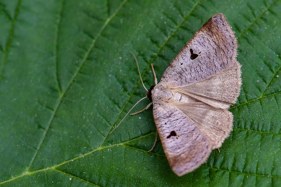 Lygephila pastinum - közönséges csüdfűbagoly