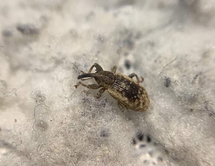 Dorytomus taeniatus - kecskefűz-hangormányos