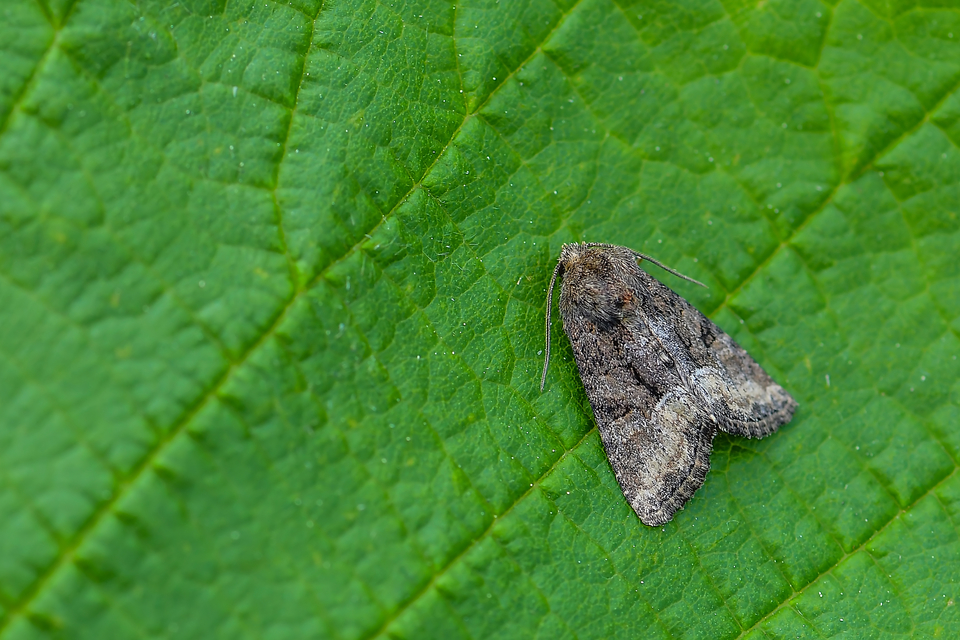 Oligia strigilis/latruncula/versicolor