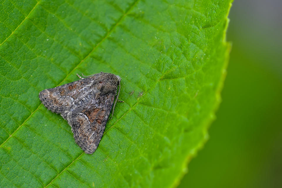 Oligia strigilis/latruncula/versicolor
