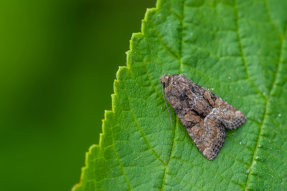 Oligia latruncula - fekete dudvabagoly