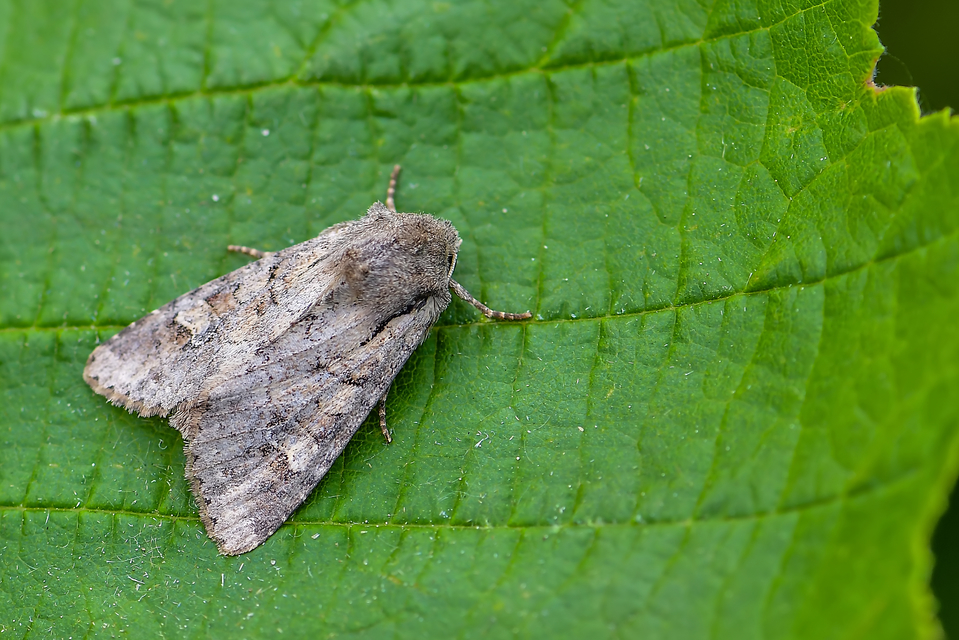 Apamea sordens - kalászrágó dudvabagoly
