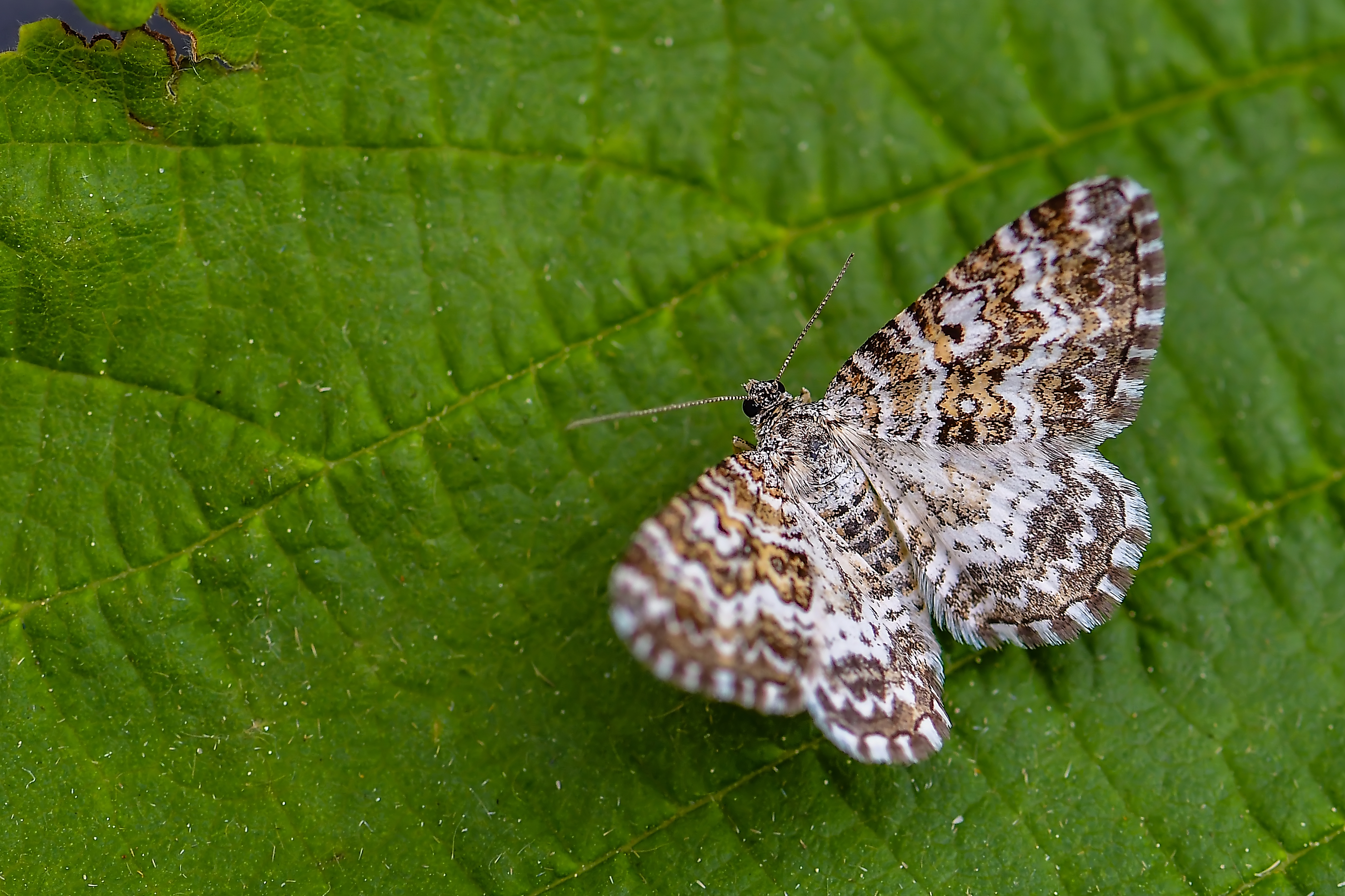 Epirrhoe pupillata - hullámos galajaraszoló
