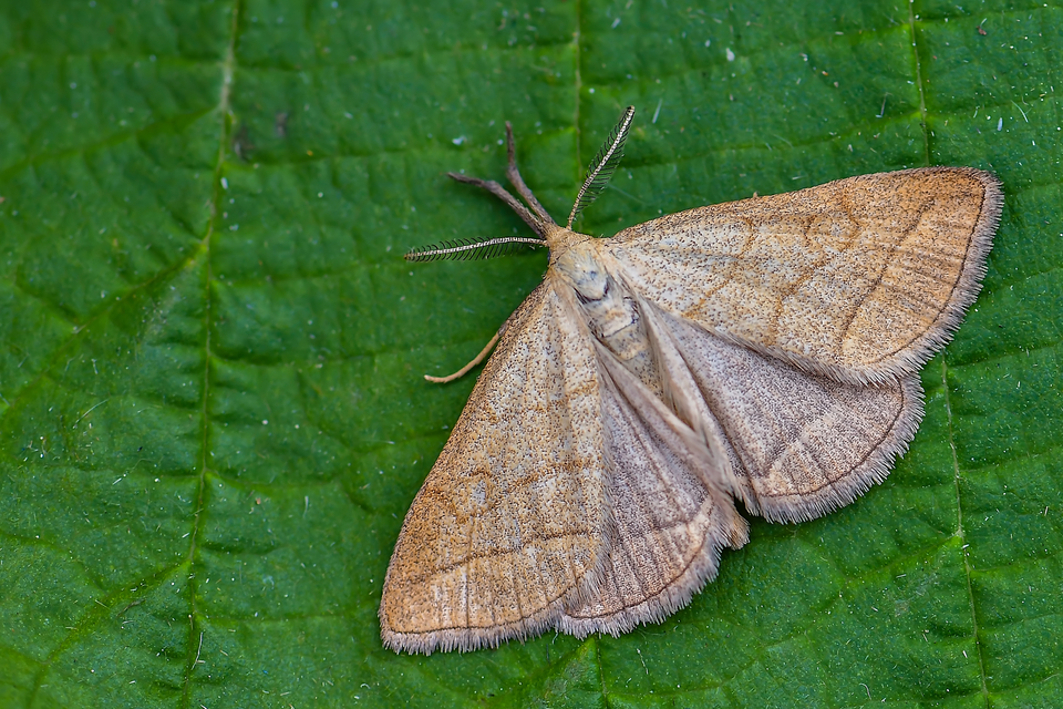 Polypogon tentacularia - sötétaljú karcsúbagoly