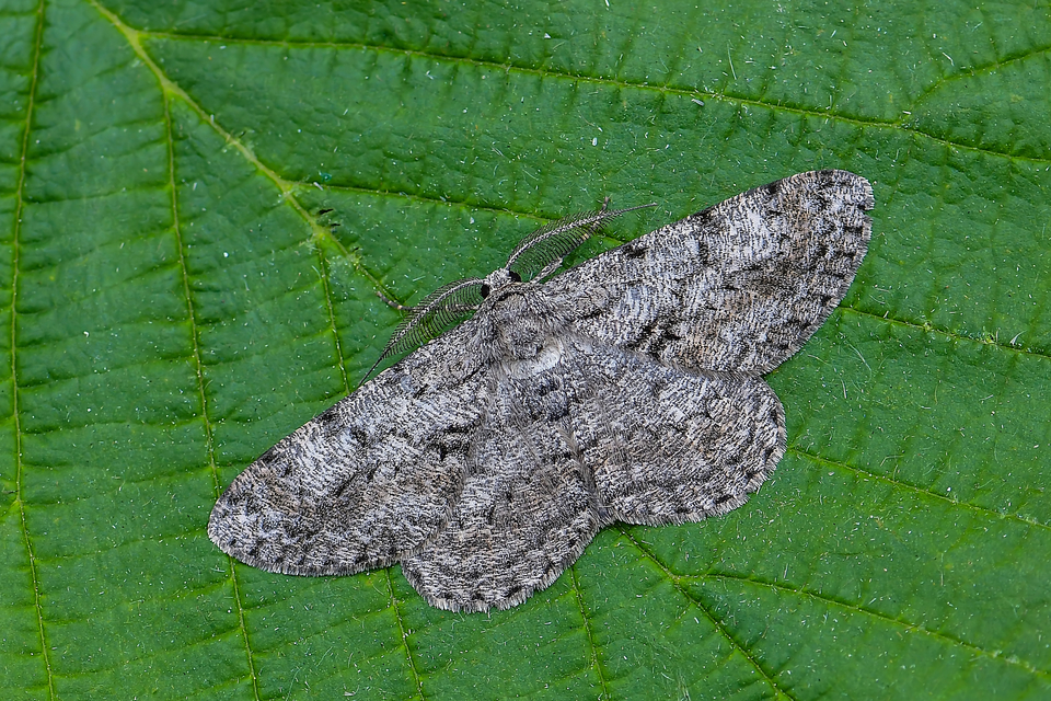 Hypomecis roboraria - nagy tölgyfaaraszoló