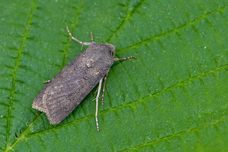 Agrotis segetum - vetési földibagoly