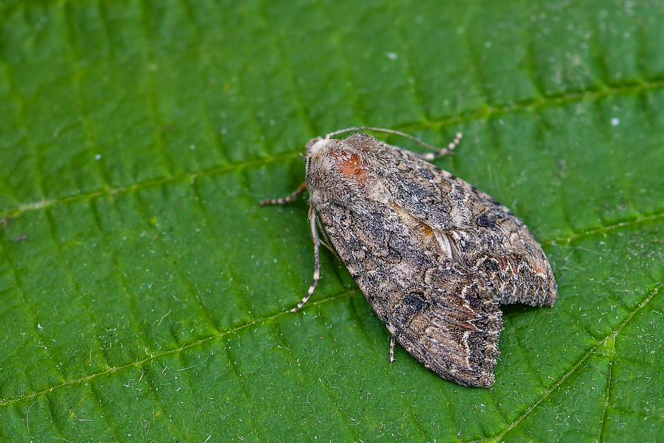 Hadula trifolii - lóherebagoly Hadula trifolii - lóherebagoly