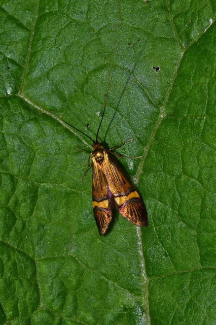 Nemophora degeerella - pompás tőrösmoly