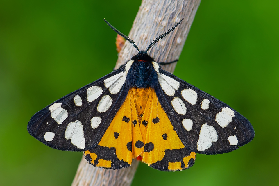 Arctia villica - fekete medvelepke