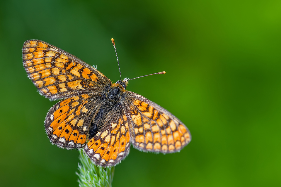 Euphydryas aurinia - lápi tarkalepke